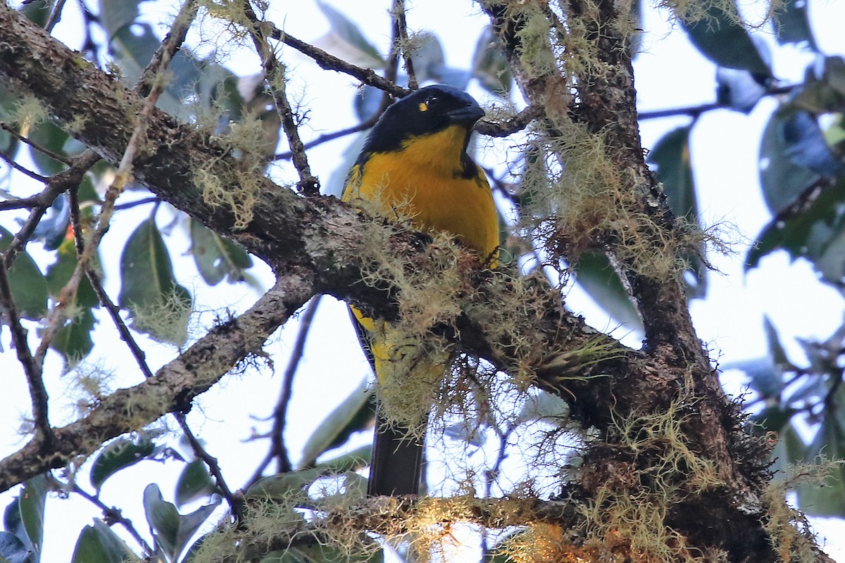 Black-cheeked Mountain Tanager - ML204876411