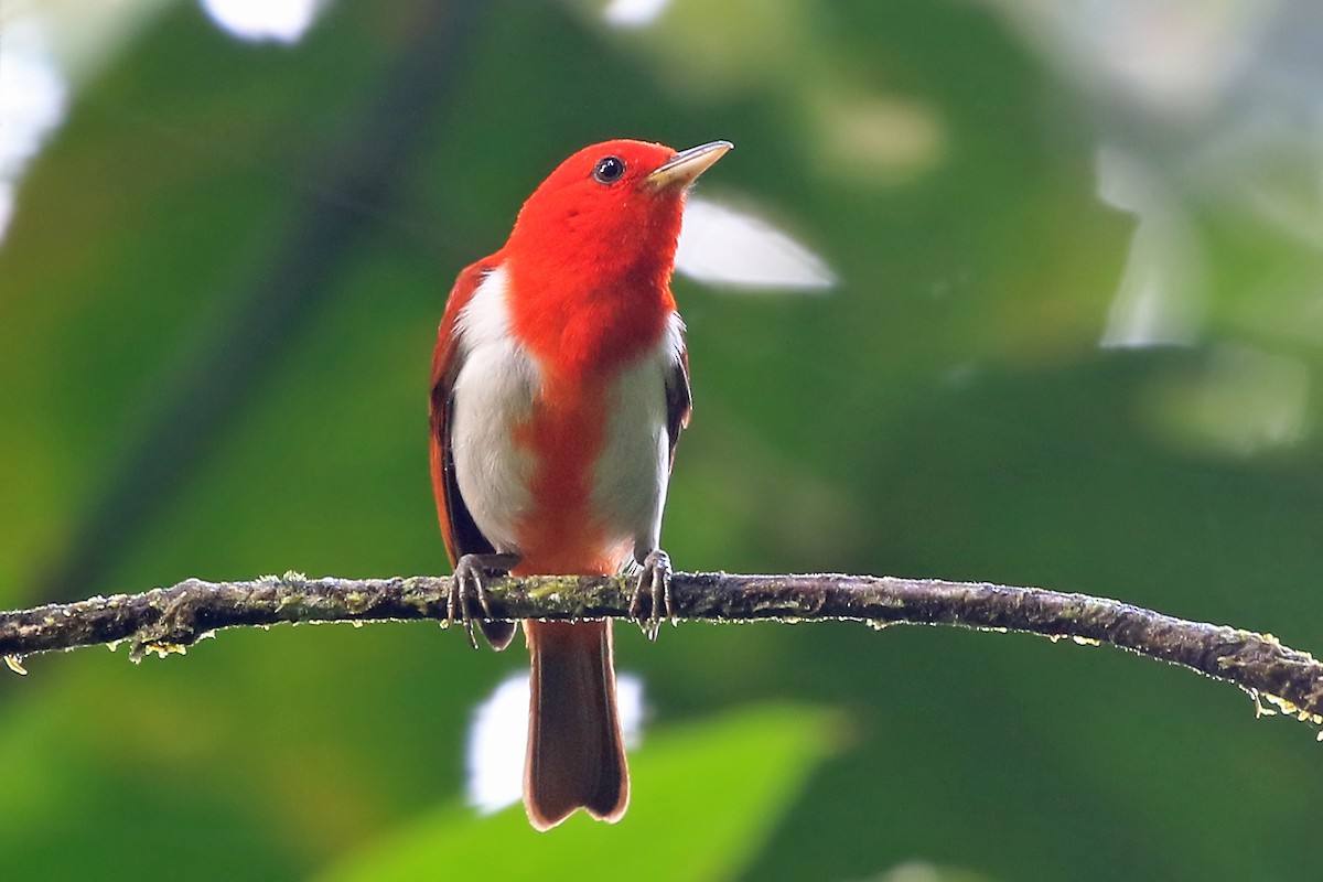 Scarlet-and-white Tanager - ML204876451
