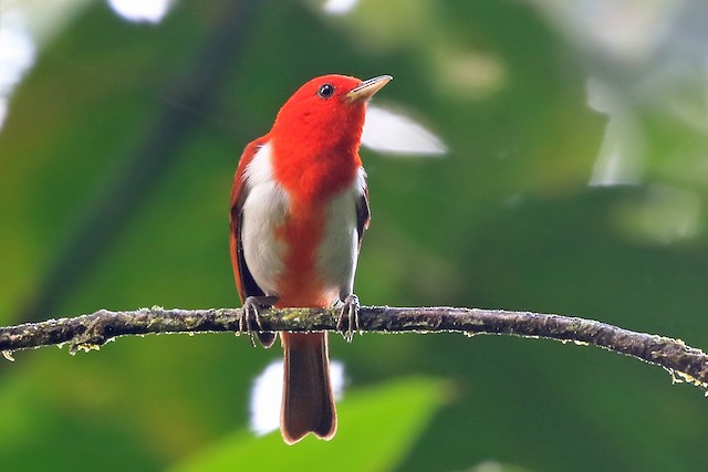 Photos - Scarlet-and-white Tanager - Chrysothlypis salmoni - Birds of the World