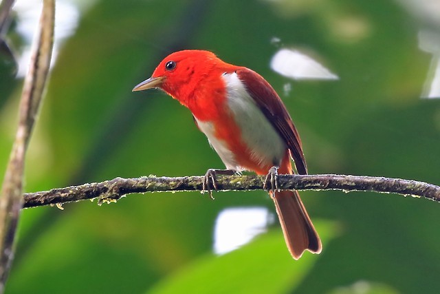 Photos - Scarlet-and-white Tanager - Chrysothlypis salmoni - Birds of the  World