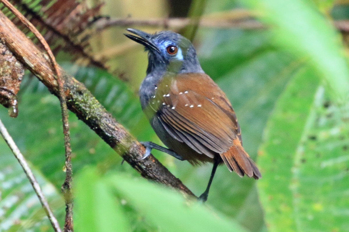 Chestnut-backed Antbird (Short-tailed) - Phillip Edwards