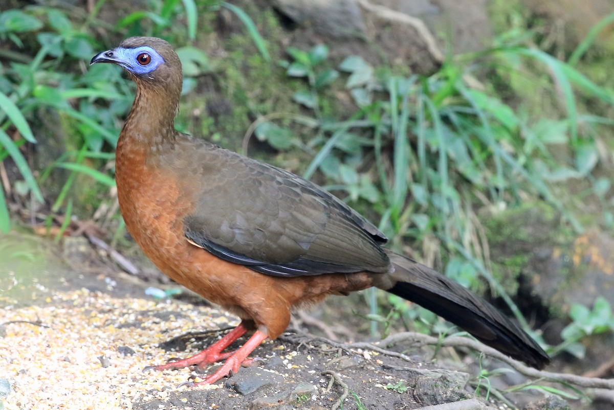 Sickle-winged Guan - ML204876501