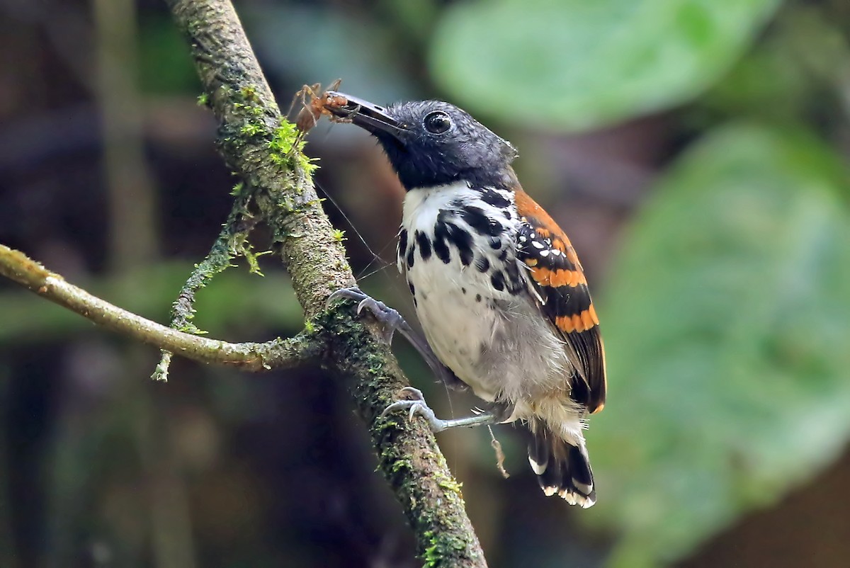 Spotted Antbird - ML204876571