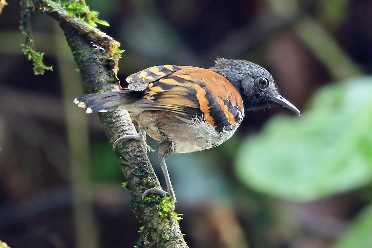 Spotted Antbird - ML204876581