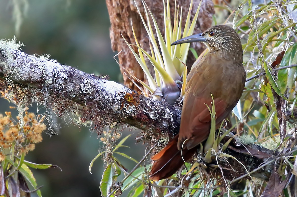 Strong-billed Woodcreeper (Andean/Northern) - ML204876671