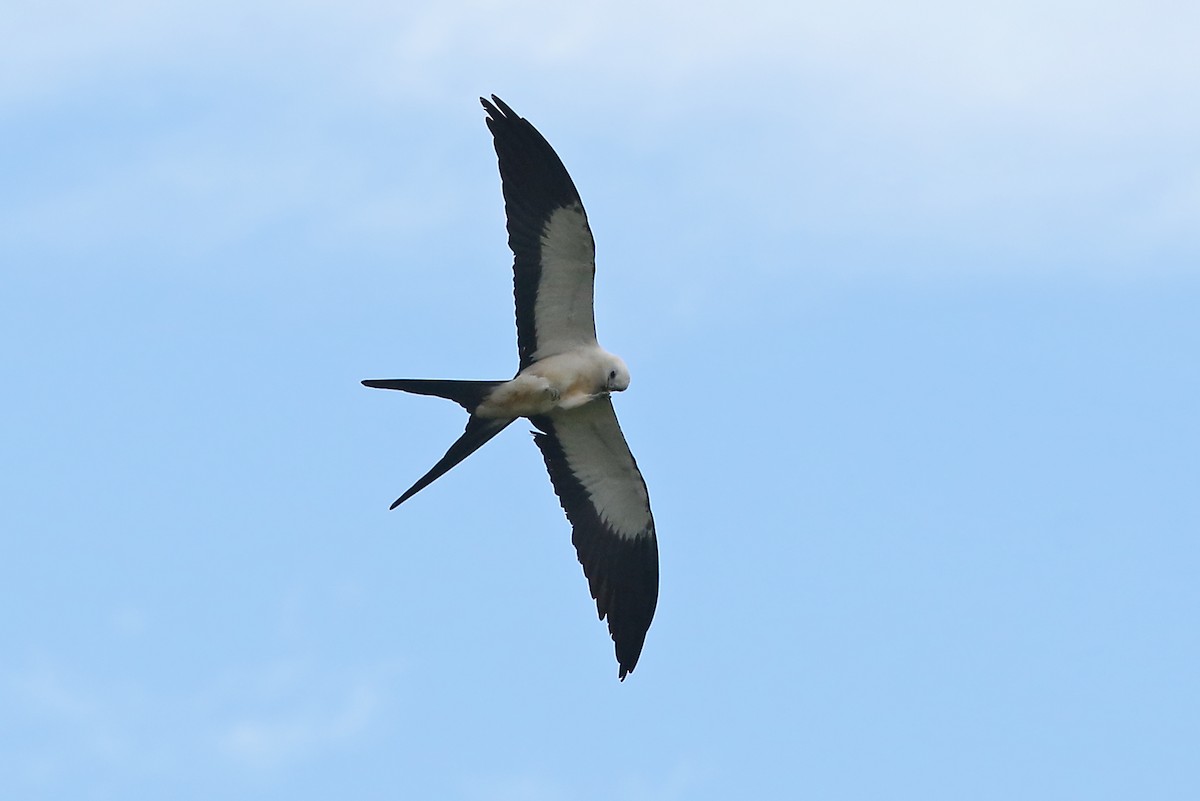 Swallow-tailed Kite - Phillip Edwards