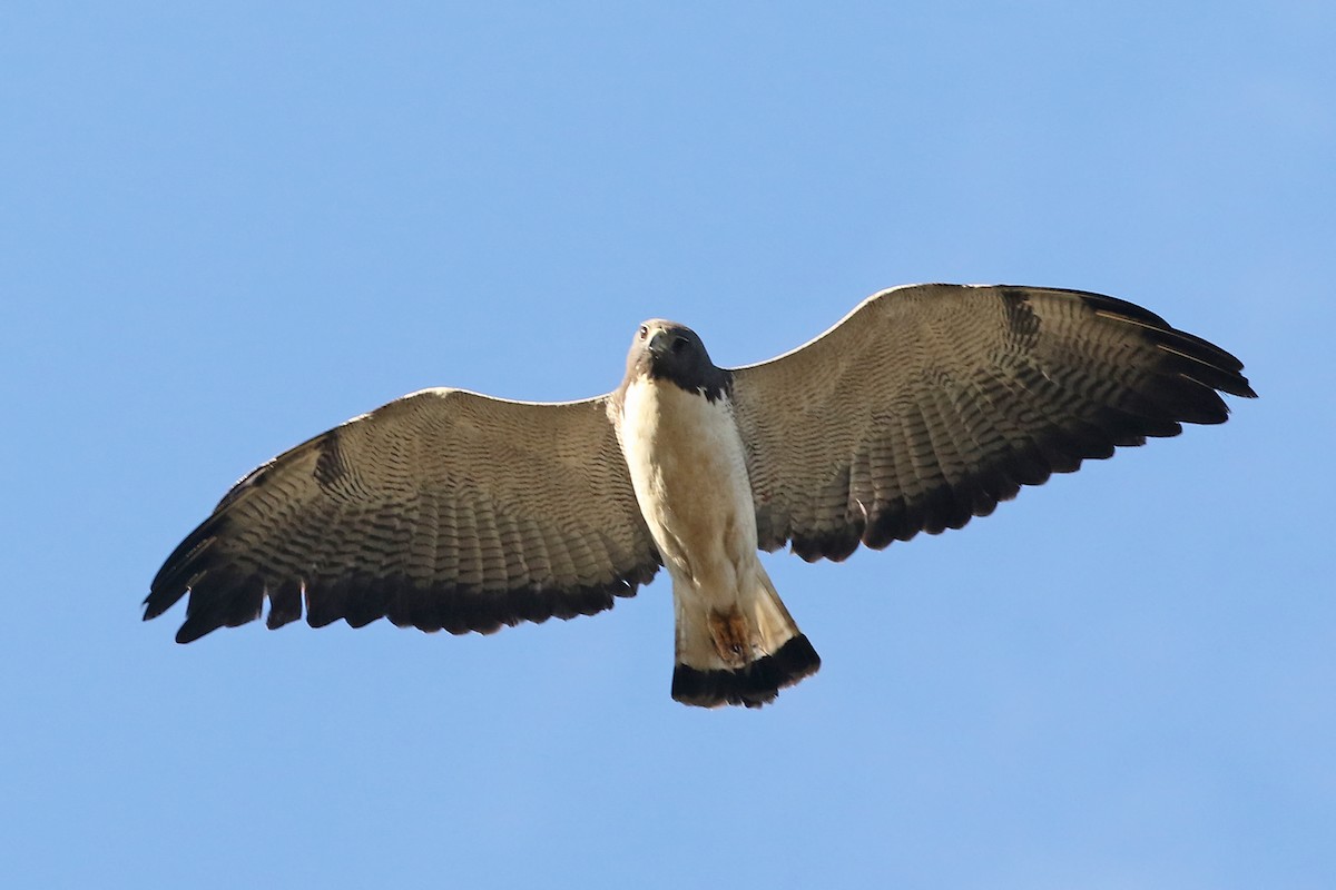 White-tailed Hawk - Phillip Edwards