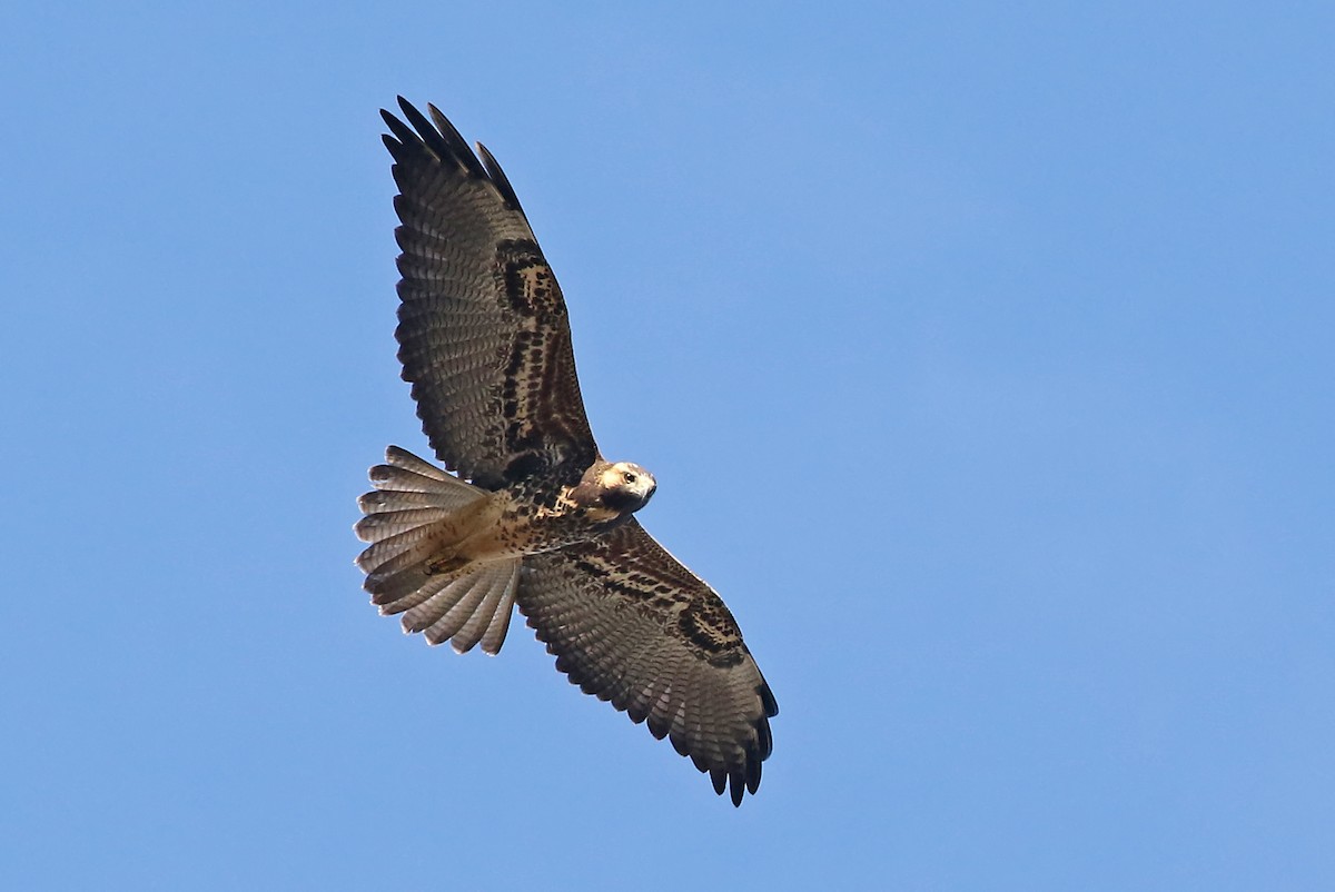 White-tailed Hawk - Phillip Edwards