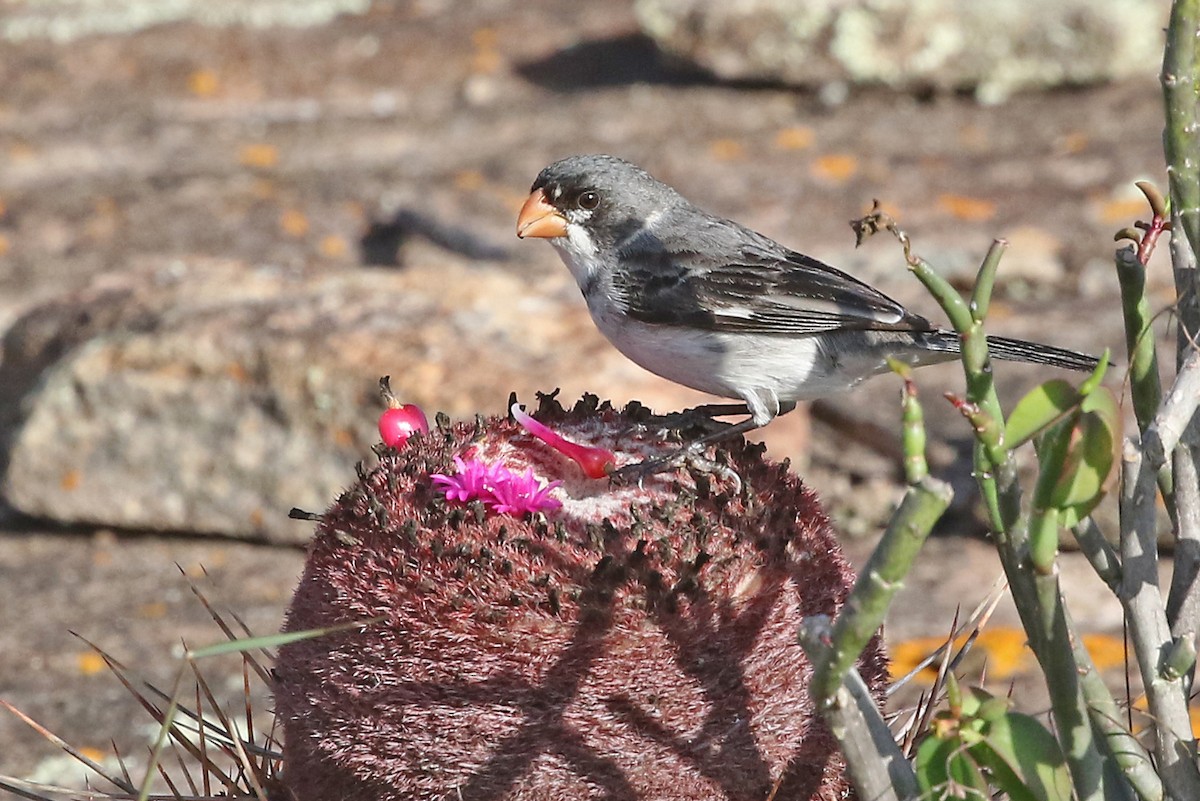 White-throated Seedeater - Phillip Edwards