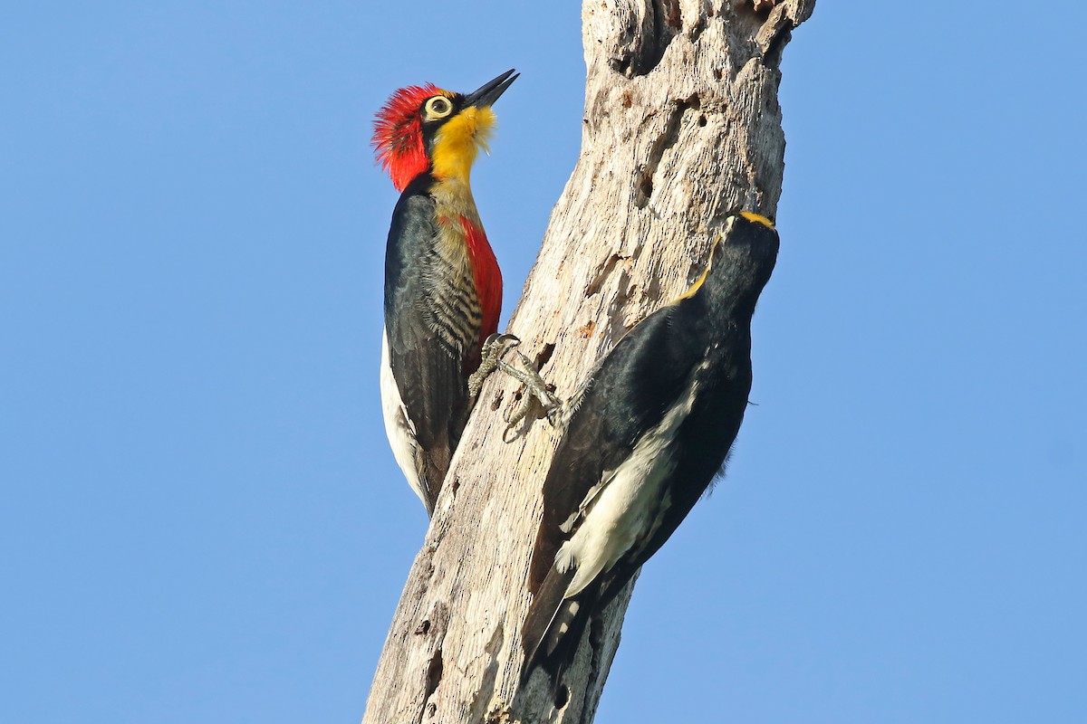 Yellow-fronted Woodpecker - Phillip Edwards