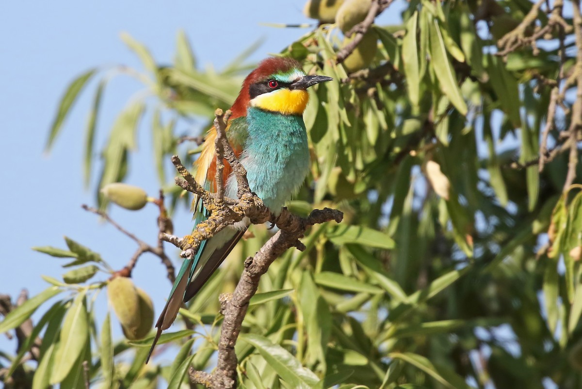 European Bee-eater - Phillip Edwards