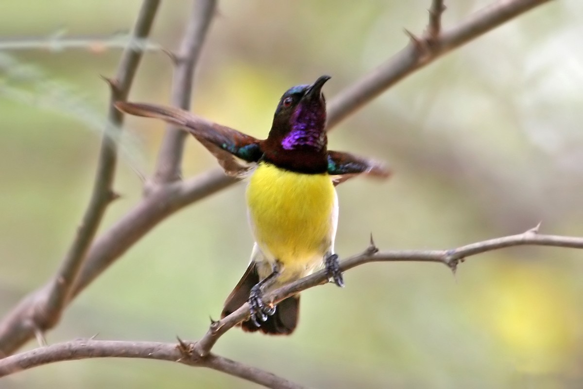 Purple-rumped Sunbird - Phillip Edwards