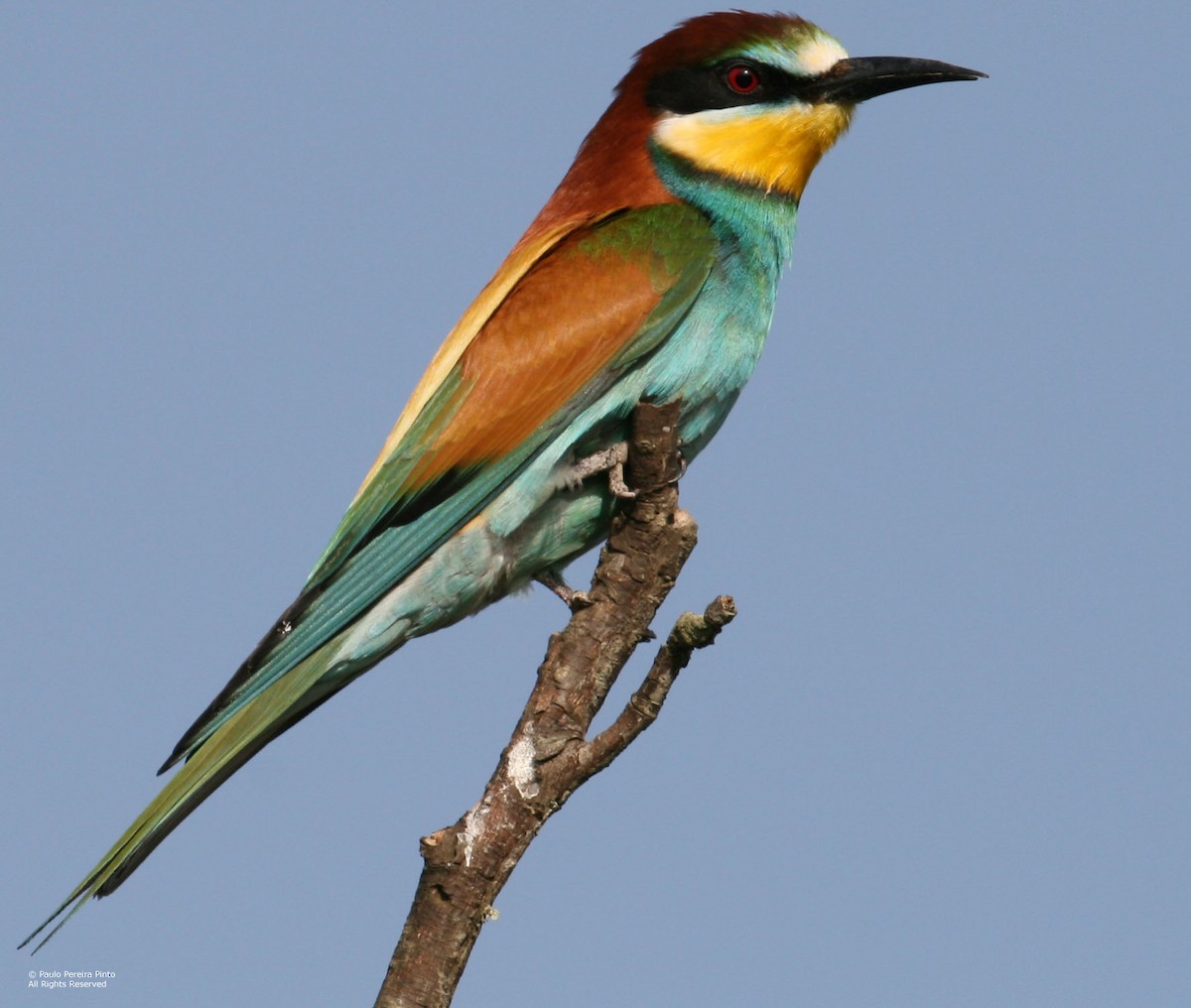 European Bee-eater - Paulo  Pinto