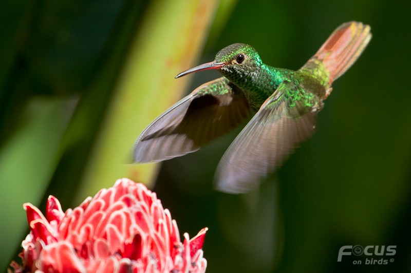Rufous-tailed Hummingbird (Rufous-tailed) - Mattias Hofstede