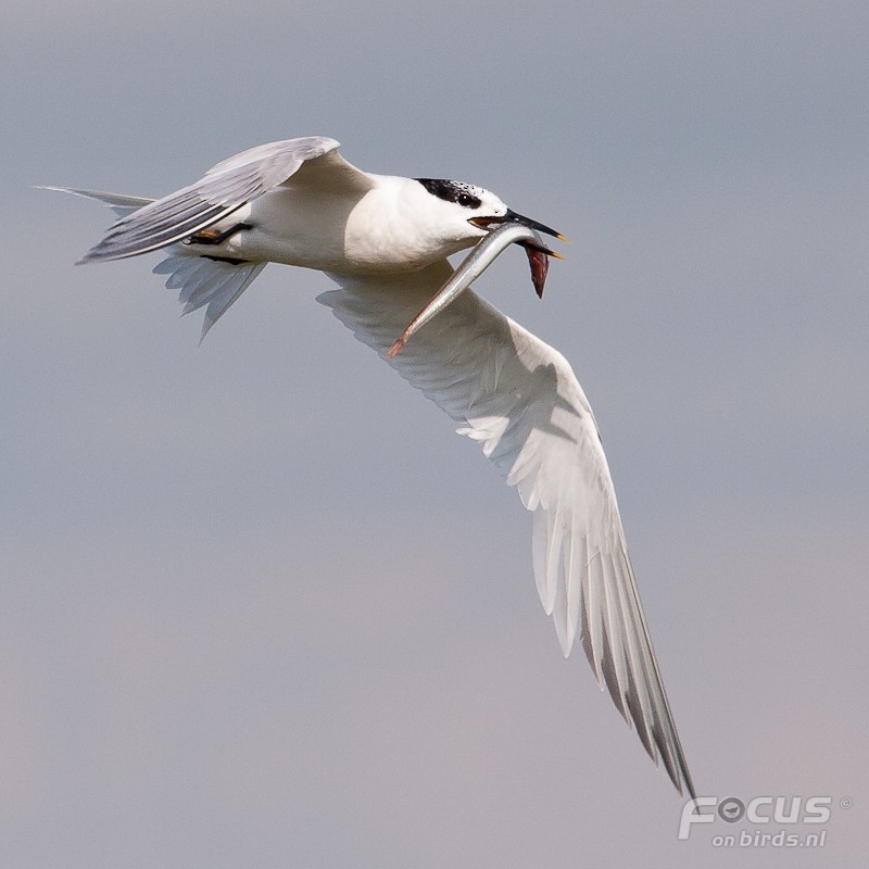 Sandwich Tern (Eurasian) - ML204878041