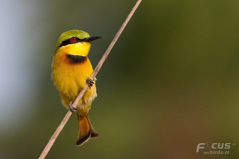 Little Bee-eater - Mattias Hofstede