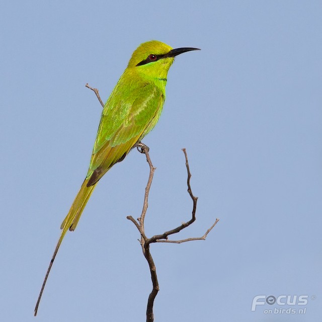 ミドリハチクイ Viridissimus グループ Ebird