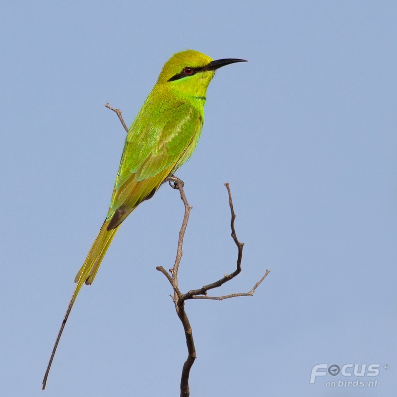 African Green Bee-eater - Mattias Hofstede