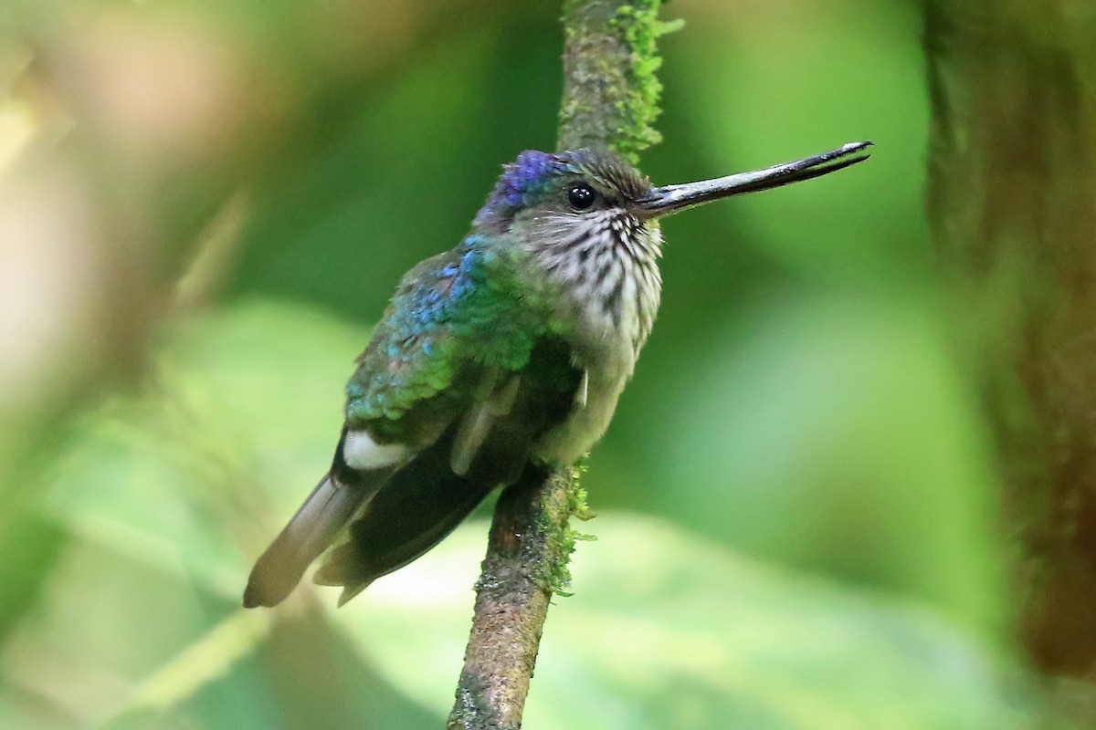 Tooth-billed Hummingbird - Phillip Edwards