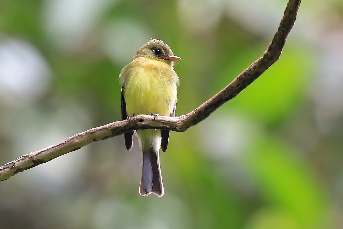 Tufted Flycatcher (South American) - Phillip Edwards