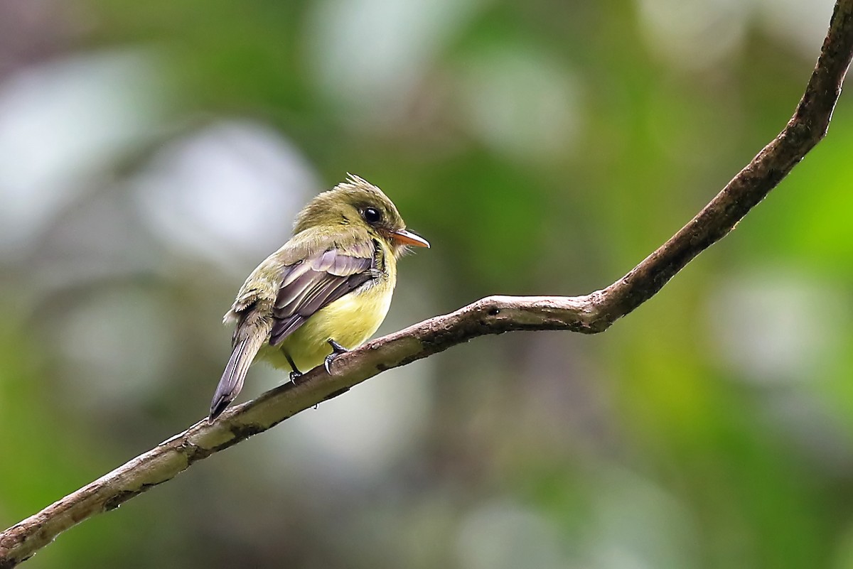 Tufted Flycatcher (South American) - ML204878561