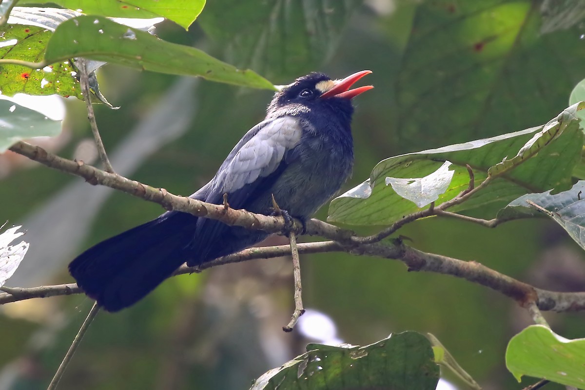 White-fronted Nunbird (Pale-winged) - ML204878581