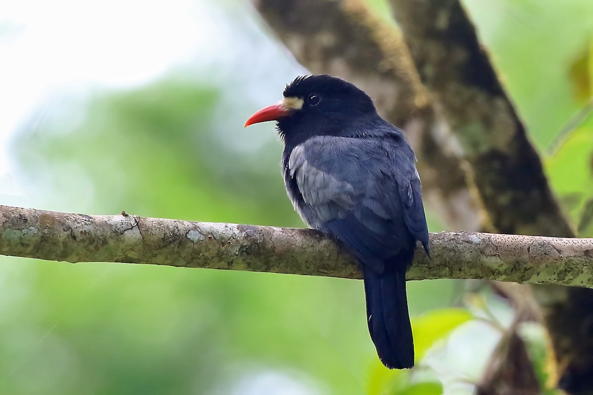 White-fronted Nunbird (Pale-winged) - ML204878591