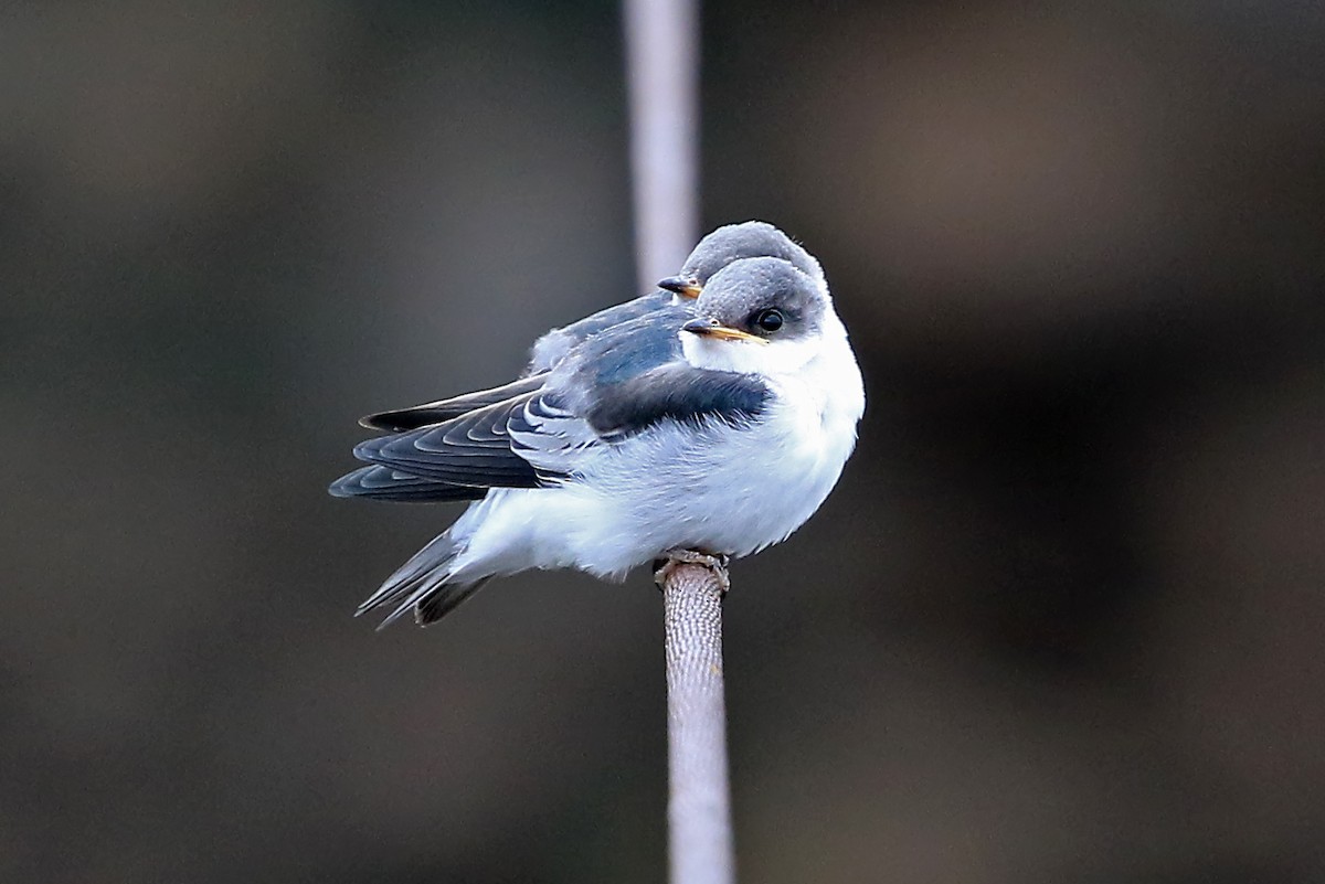 White-winged Swallow - ML204878651