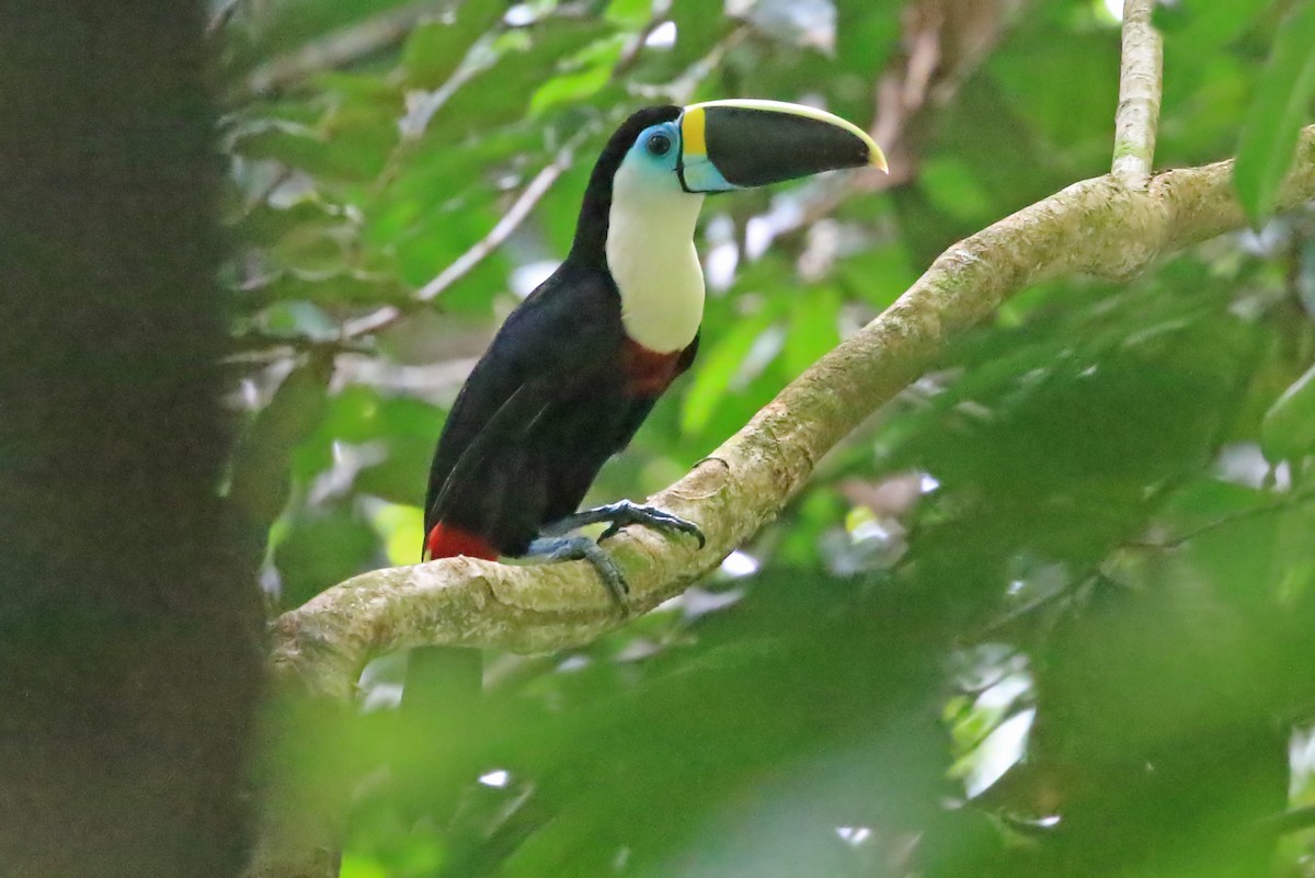 Channel-billed Toucan (Yellow-ridged) - Phillip Edwards