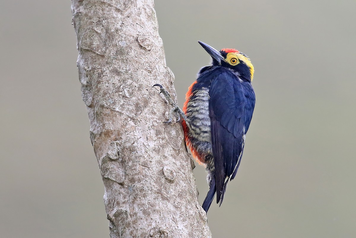 Yellow-tufted Woodpecker - Phillip Edwards