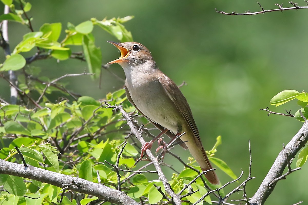 Common Nightingale (megarhynchos/africana) - Phillip Edwards