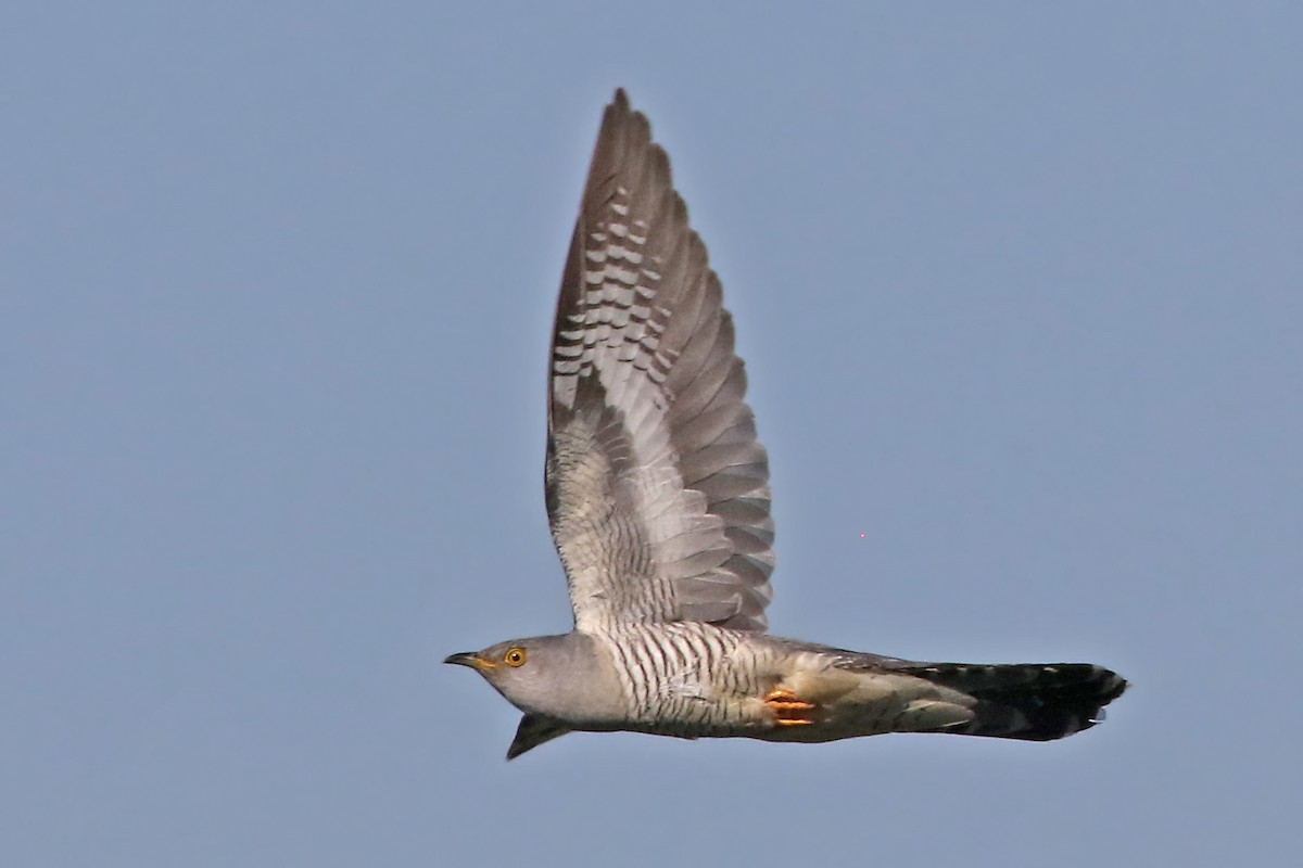 Common Cuckoo - Phillip Edwards