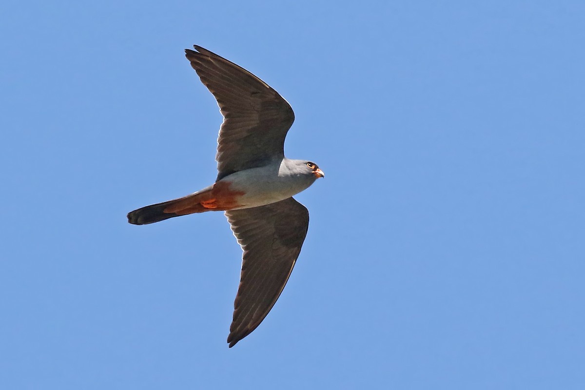 Red-footed Falcon - ML204879041