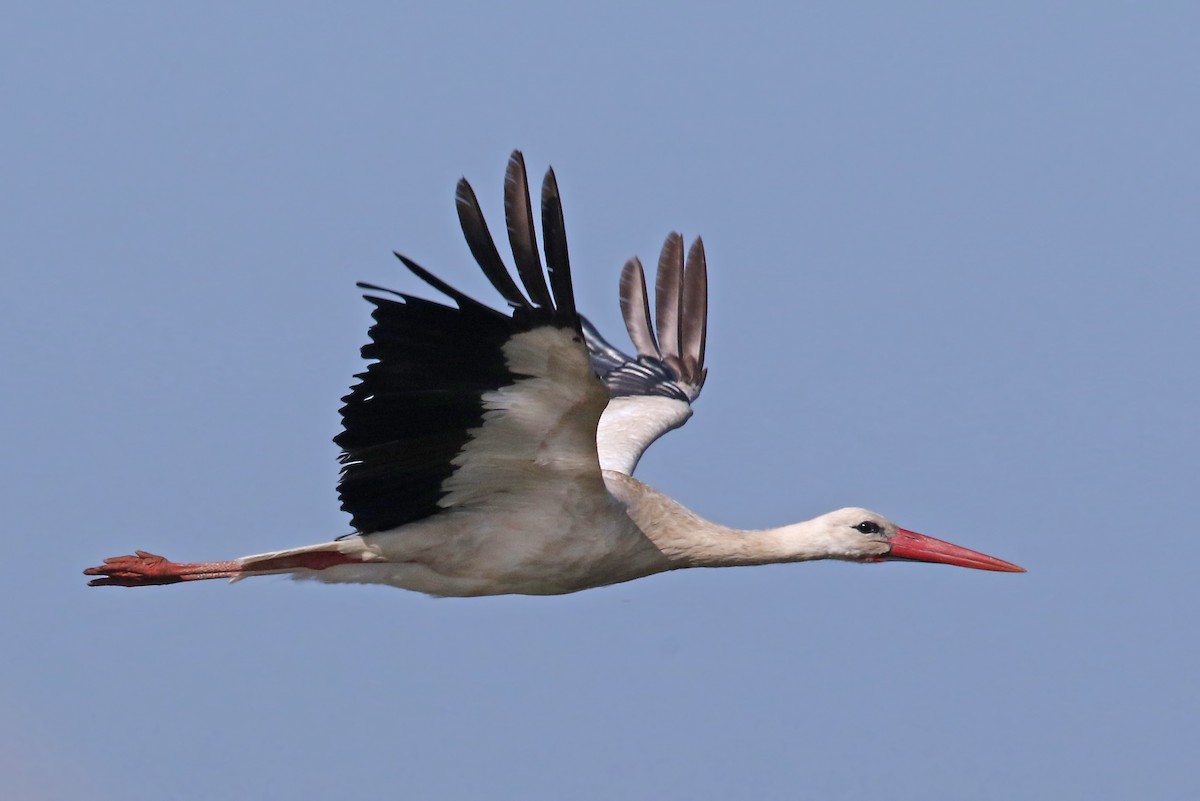 White Stork - Phillip Edwards