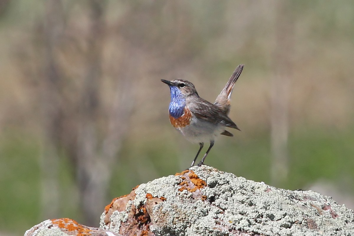 Bluethroat (Red-spotted) - ML204879211