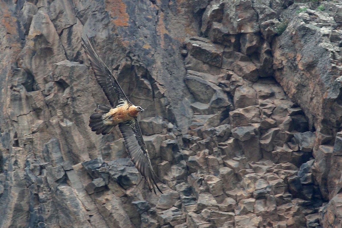 Bearded Vulture (Eurasian) - ML204879441