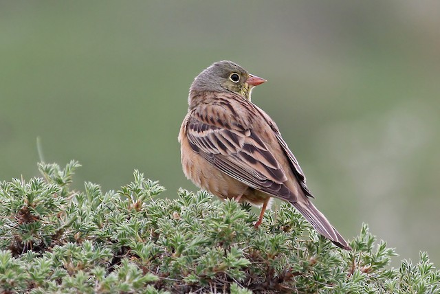 ズアオホオジロ Ebird