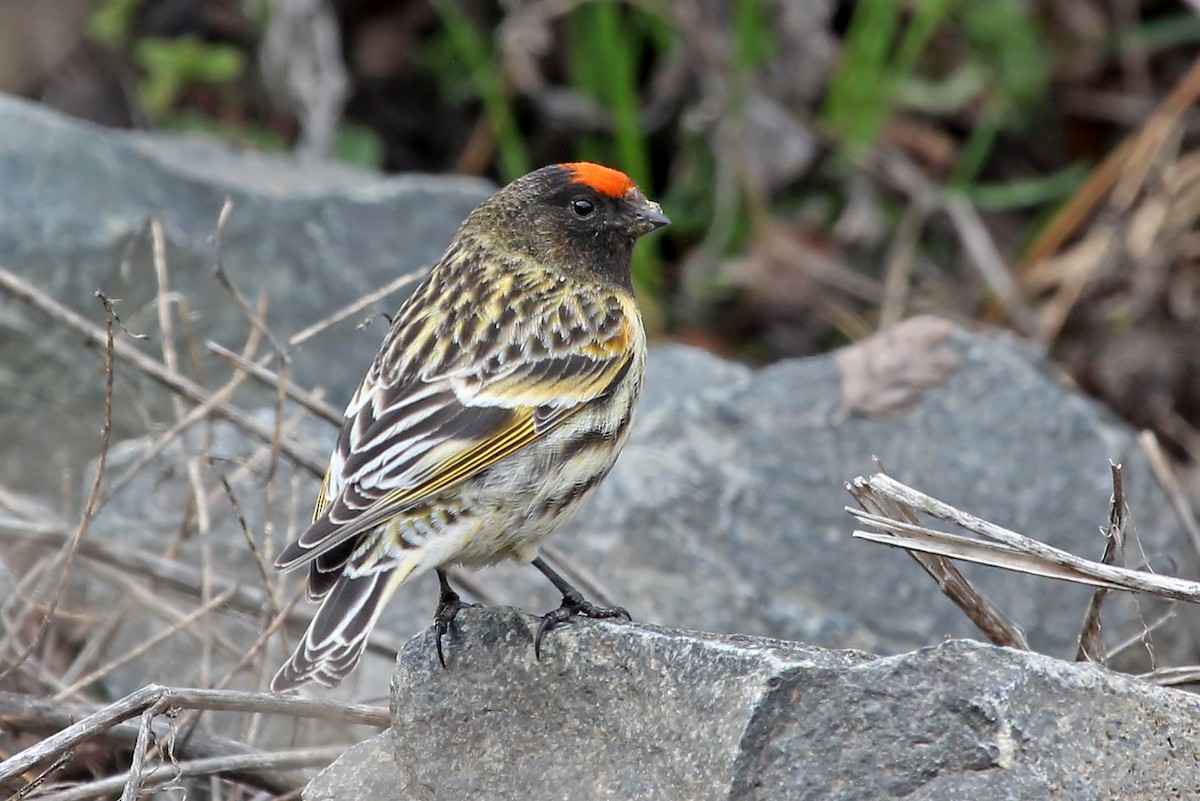 Fire-fronted Serin - ML204879611