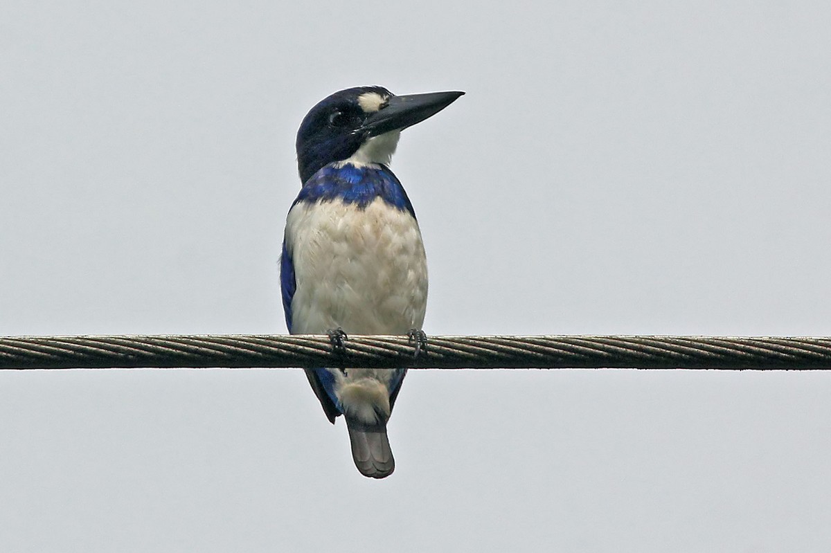 Blue-and-white Kingfisher - ML204880011