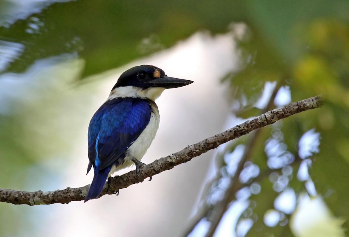 Blue-and-white Kingfisher - Phillip Edwards
