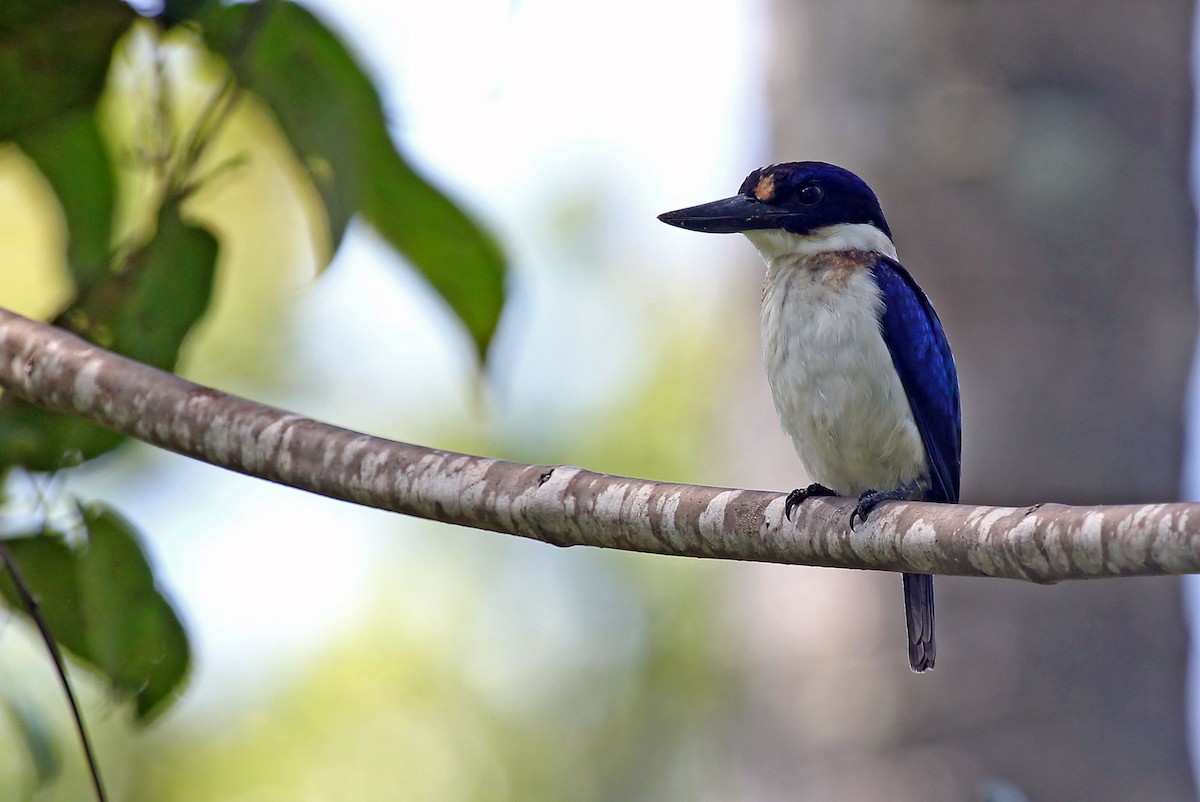 Blue-and-white Kingfisher - ML204880031