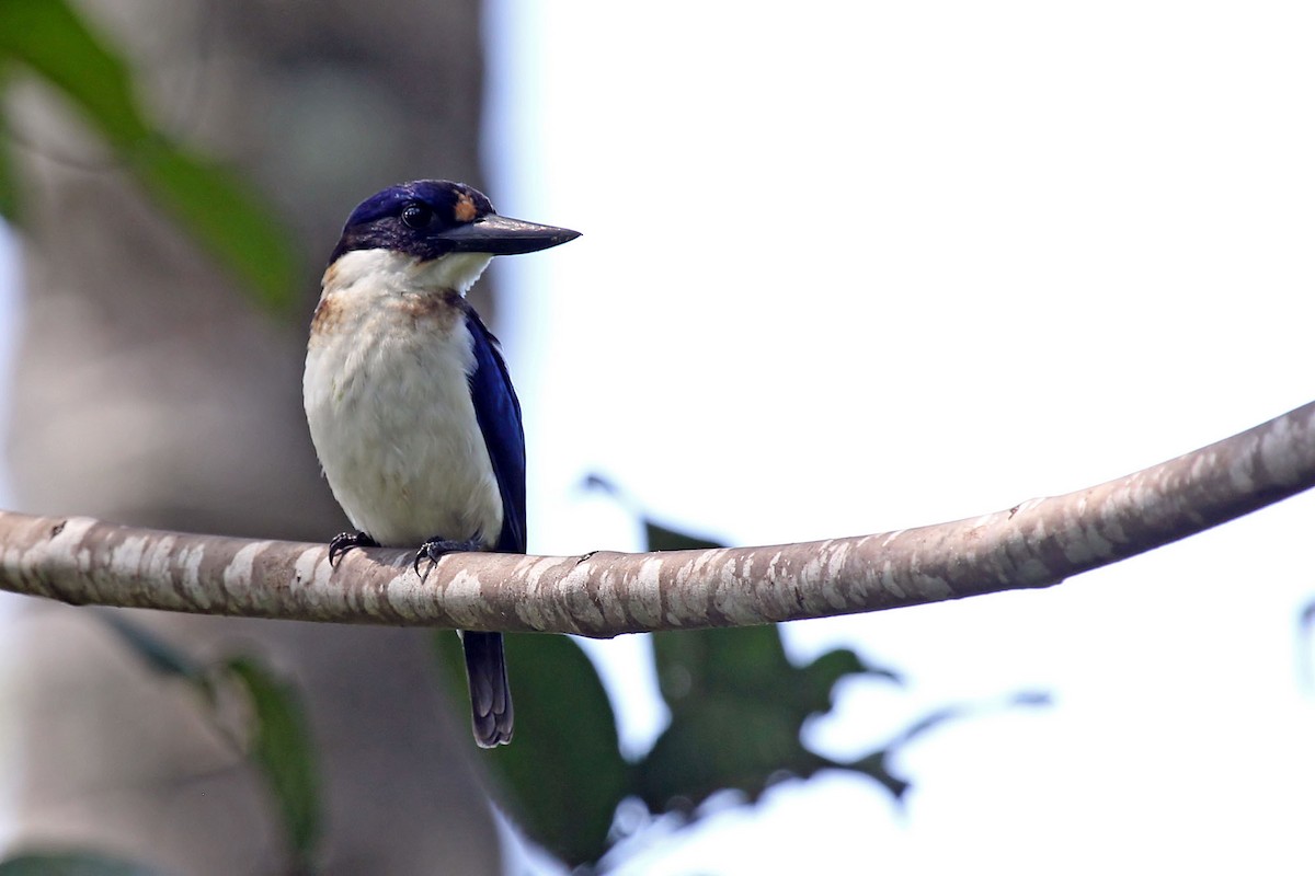 Blue-and-white Kingfisher - Phillip Edwards