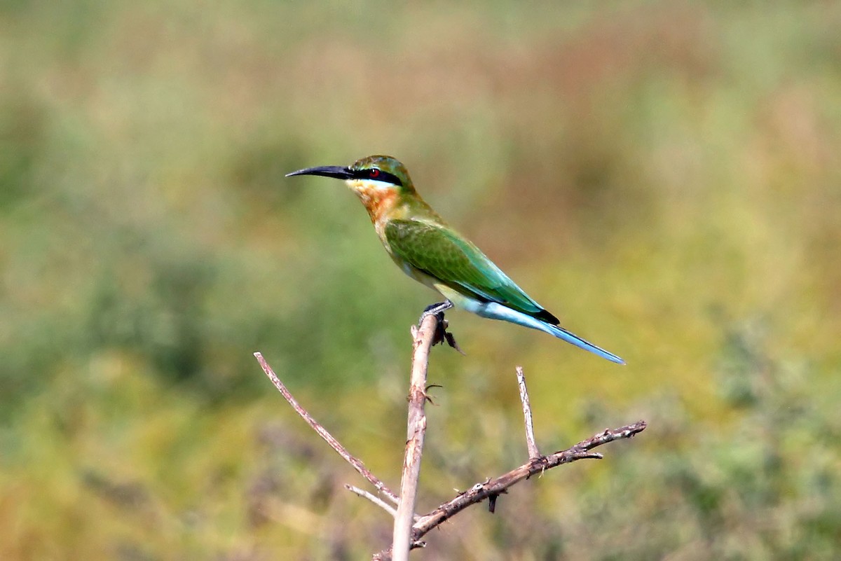 Blue-tailed Bee-eater - Phillip Edwards