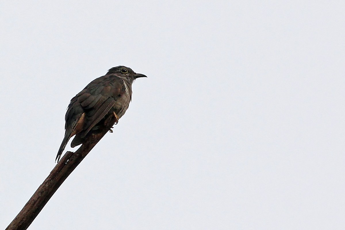 Brush Cuckoo (Australasian) - Phillip Edwards