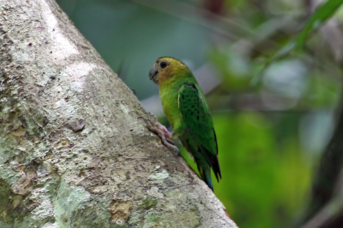 Buff-faced Pygmy-Parrot - ML204880151