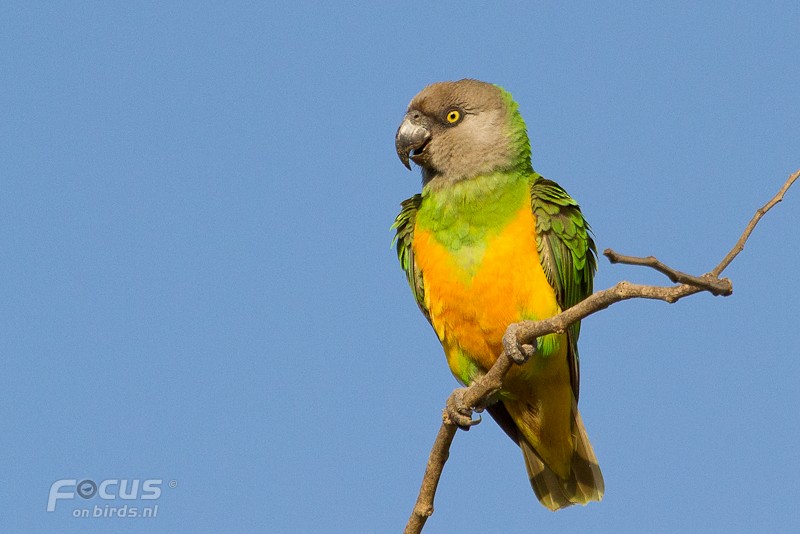 Senegal Parrot - Mattias Hofstede