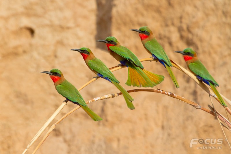 Red-throated Bee-eater - Mattias Hofstede