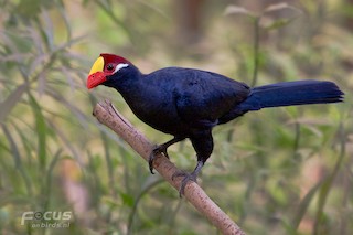 Violet Turaco - eBird