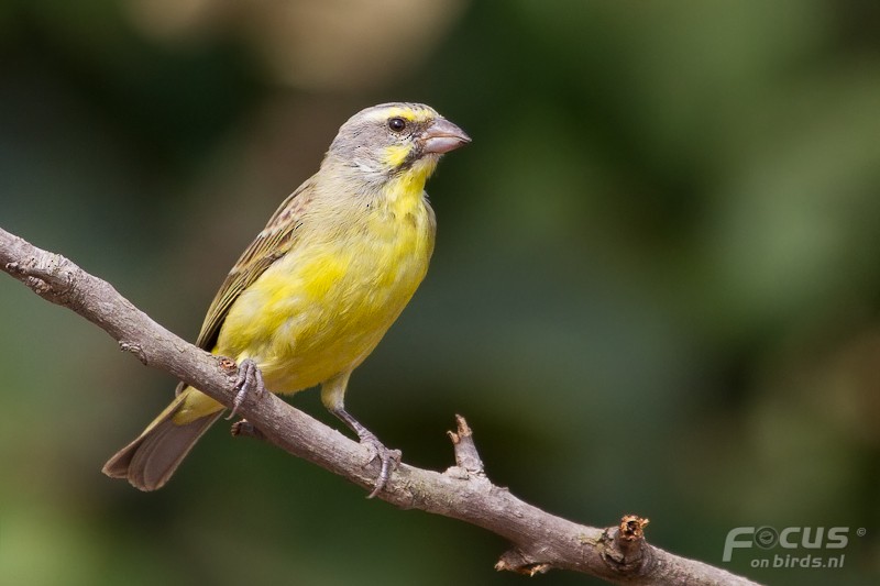 Yellow-fronted Canary - Mattias Hofstede