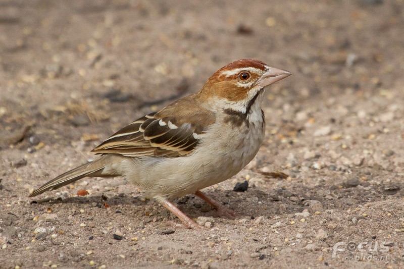 Chestnut-crowned Sparrow-Weaver - ML204880591